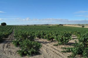 Viñedo Tempranillo. Sirah, Merlot. Bodegas Muñoz Martin Navalcarnero